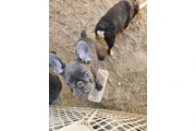 $800 : French bulldog thumbnail