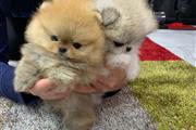 cachorros de Pomerania en Trenton