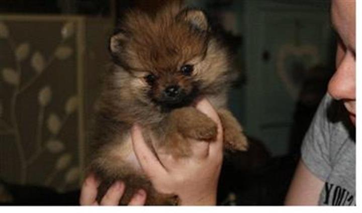 $350 : Pomerania en venta image 5