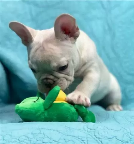 $300 : nice puppies for adoption// image 1