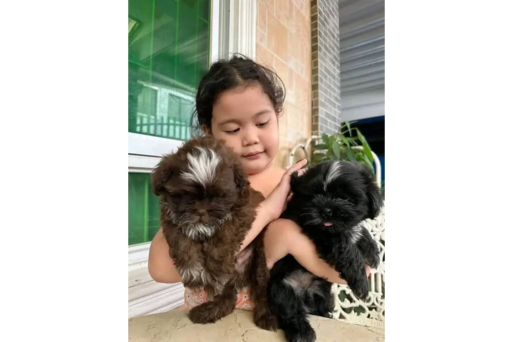 $350 : Cachorros Shihtzu en venta image 4