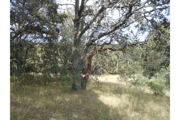 $750000 : TERRENO D 5000M2 CERCA AMEALCO image 5