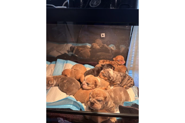 $3500 : Bulldog inglés For sale image 1