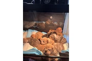 Bulldog inglés For sale en Wilmington