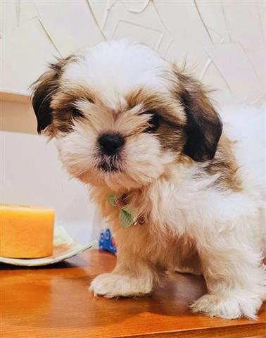 $300 : Lindos cachorros de Shih Tzu image 2