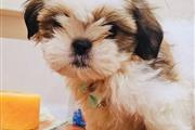 $300 : Lindos cachorros de Shih Tzu thumbnail