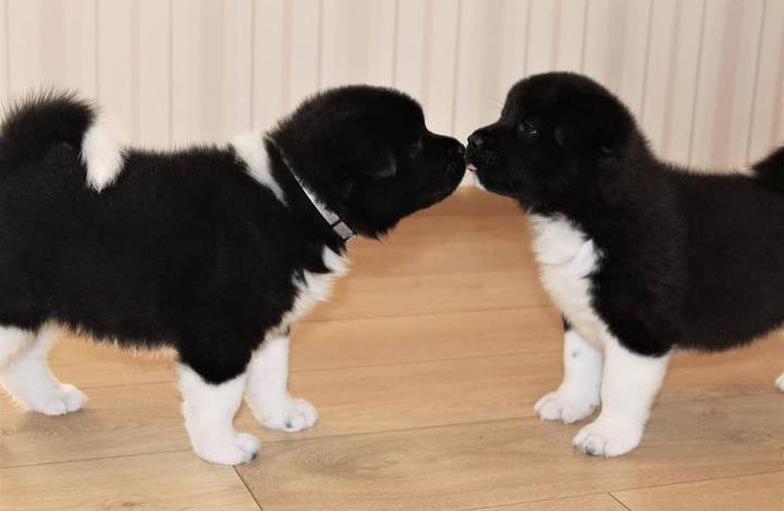 $800 : Akita puppies for adoption. image 3