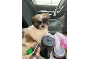 $350 : Cachorros Shihtzu en venta thumbnail