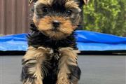 MACHO  yorkie  me llamo Dusty. en Fresno