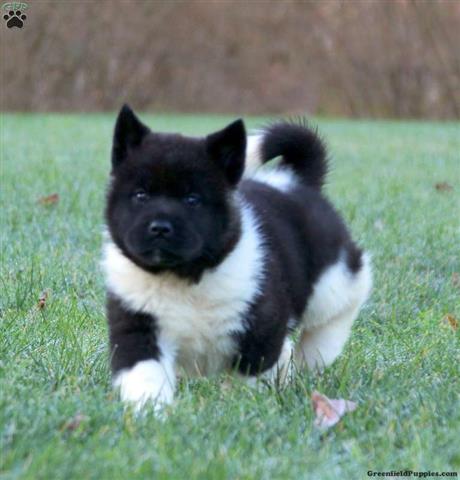 $560 : Akita Puppies for sale image 2