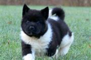 $560 : Akita Puppies for sale thumbnail