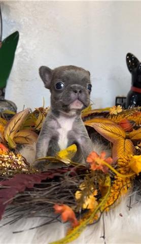 $600 : Lovely pug puppies for adoptio image 1