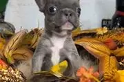Lovely pug puppies for adoptio