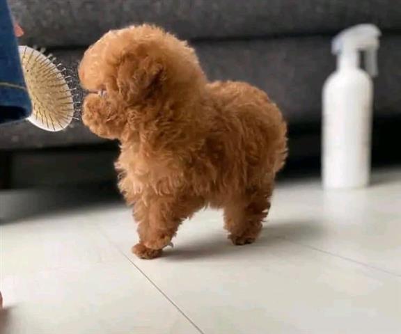 $400 : Cute teacup poodle puppies image 1