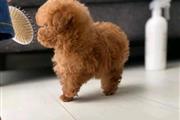 Cute teacup poodle puppies en Hialeah