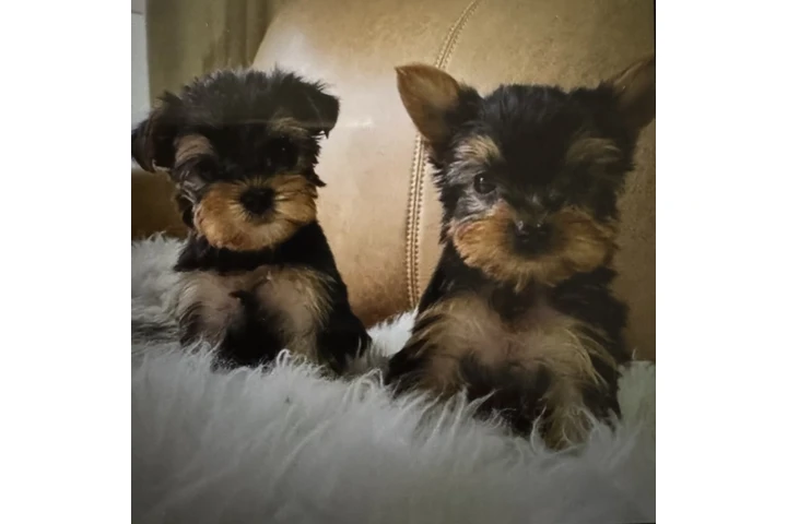 $1200 : YORKIE TERRIER image 1