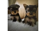 YORKIE TERRIER en Los Angeles