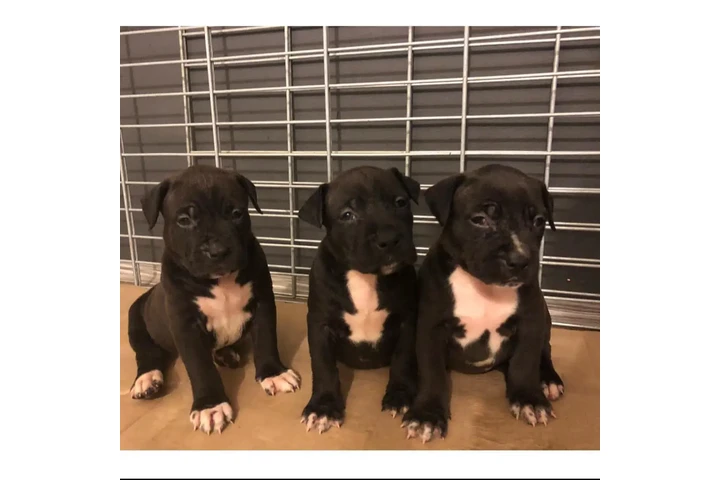 $350 : Pitbull image 1