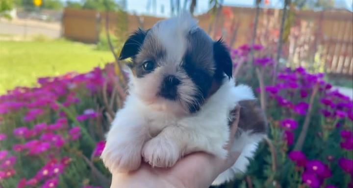 $350 : SHIHTZU image 3