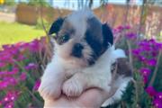 $350 : SHIHTZU thumbnail