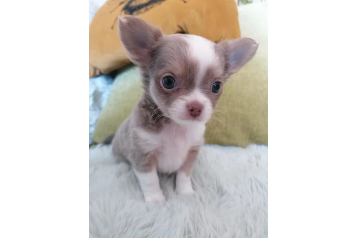 $250 : Teacup puppy's image 6