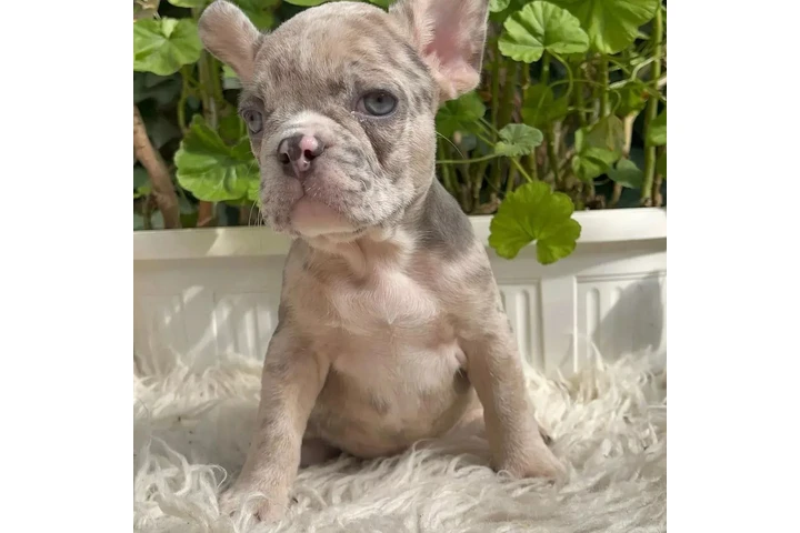 $300 : Pomeranian and French bulldog image 6