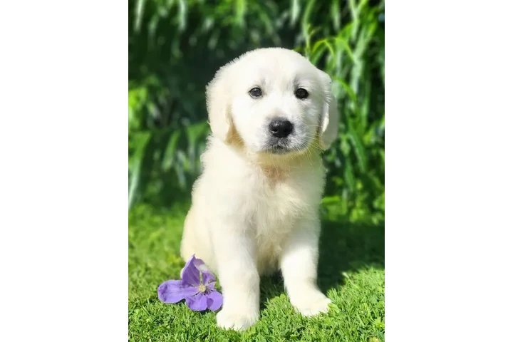 Cachorros de golden retriever image 1