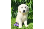 Cachorros de golden retriever en San Juan