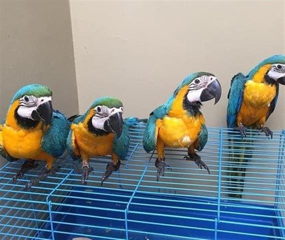 $600 : Blue and Gold Macaw parrots image 1