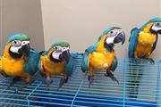Blue and Gold Macaw parrots en Elizabeth