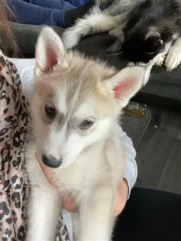 $400 : Siberian husky puppy image 3