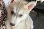 Siberian husky puppy thumbnail