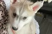 $400 : Siberian husky puppy thumbnail