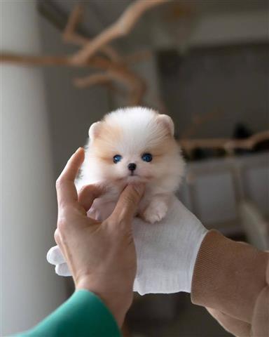 $250 : Pomeranians puppies image 2