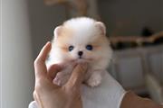 $250 : Pomeranians puppies thumbnail