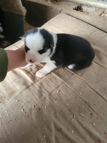 $800 : Siberian Husky image 2