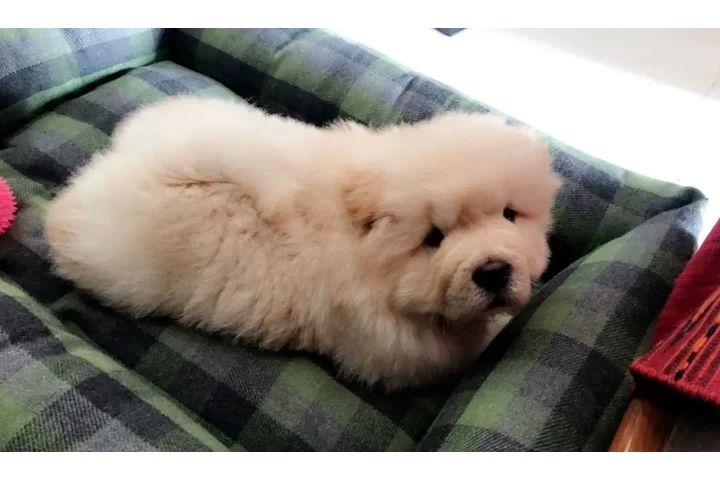 $500 : chow chow puppies for adoption image 1