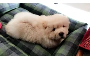 chow chow puppies for adoption en Los Angeles
