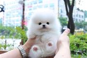 $300 : French bulldog and Pomeranian thumbnail