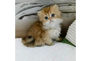 Gatitos persas disponibles en Miami