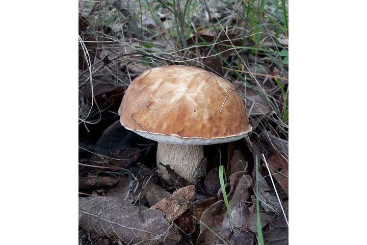 $750000 : TERRENO D 5000M2 CERCA AMEALCO image 9