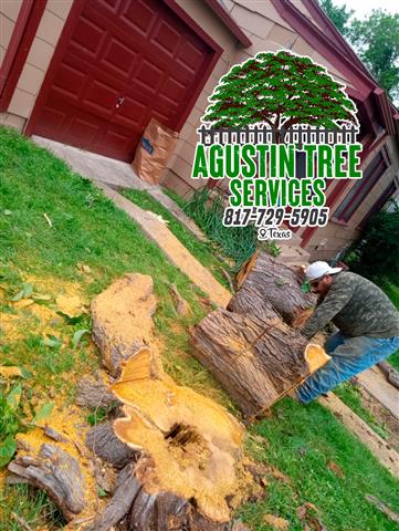 TREE SERVICE 🌳 20 años de exp image 3