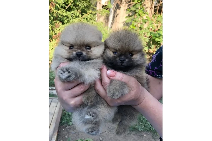 $350 : Pomerania taza de té image 1