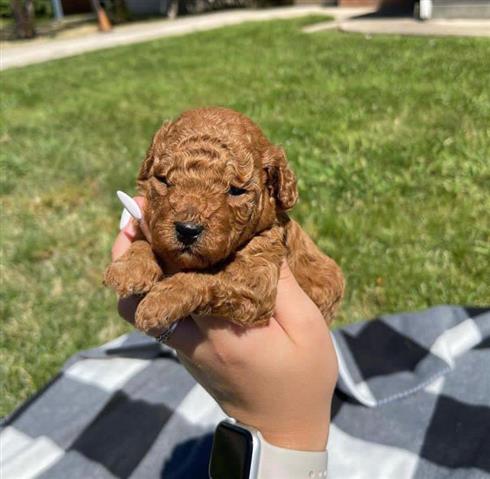 $700 : Mini Goldendoodle puppies image 4