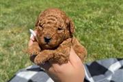 $700 : Mini Goldendoodle puppies thumbnail