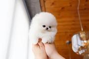 $350 : Pomerania en venta thumbnail