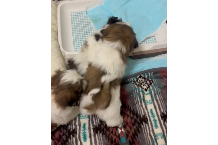 $350 : Cachorros Shihtzu en venta image 3