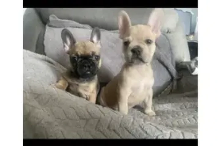$1100 : FRENCH BULL DOG PUPPIES 8 wks image 3