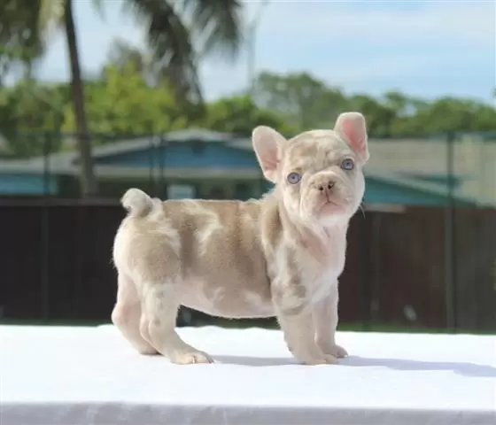 $550 : French bulldogs image 1