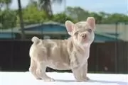 French bulldogs en Montana